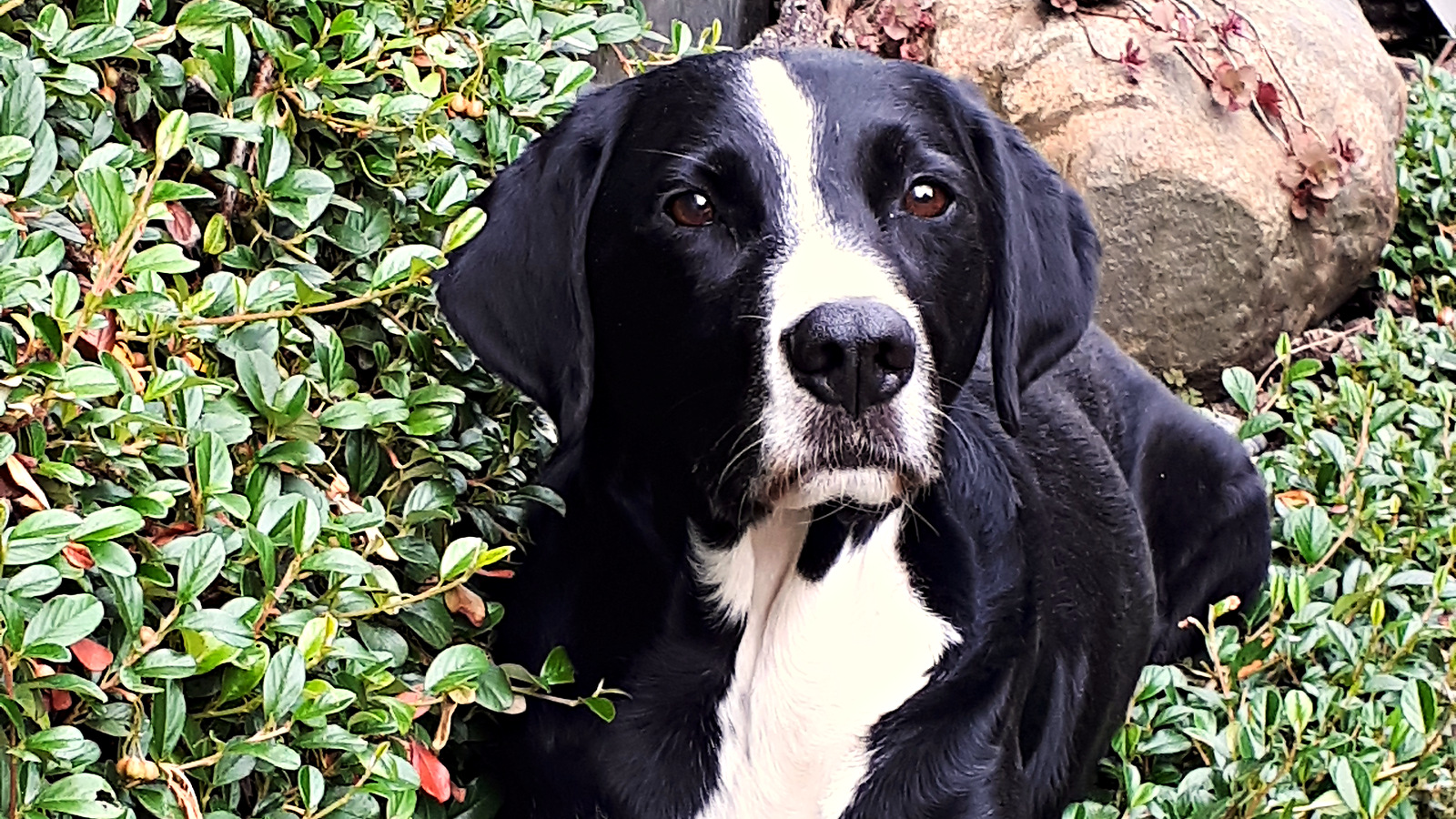 02-Galerie-Hundeportrait-v2