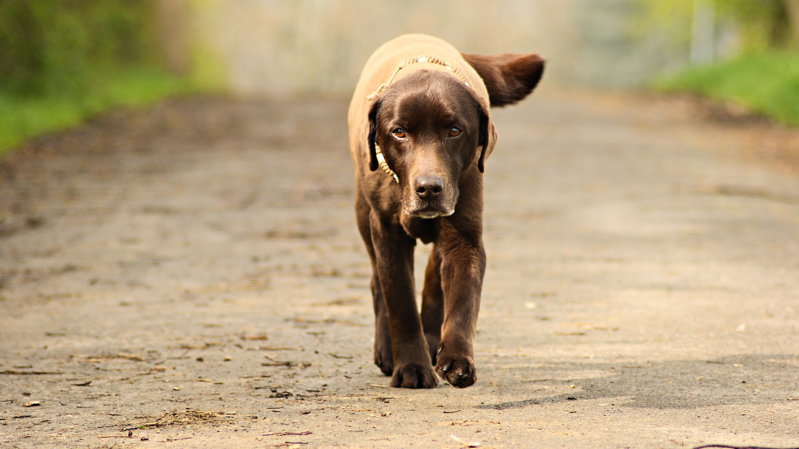 04-Galerie-Hund-auf-Waldweg-v2
