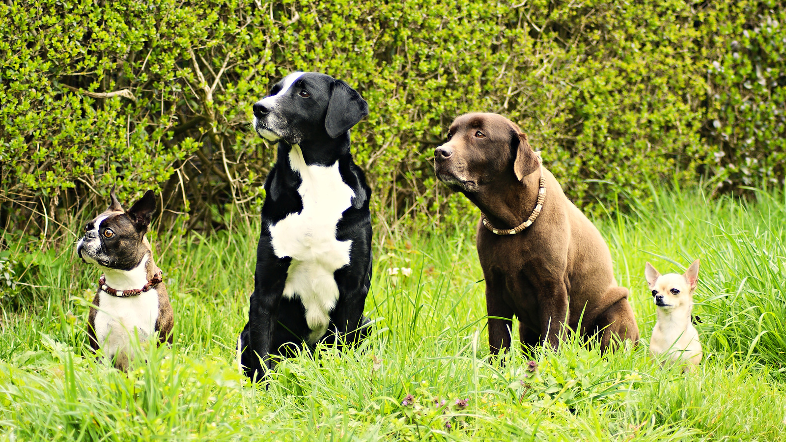 05-Galerie-Vier-Hunde-im-Gruenen-v2