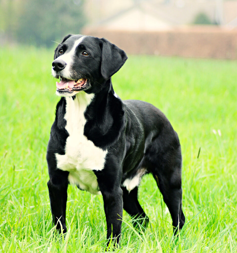 Schwarz-weißer Hund im Garten